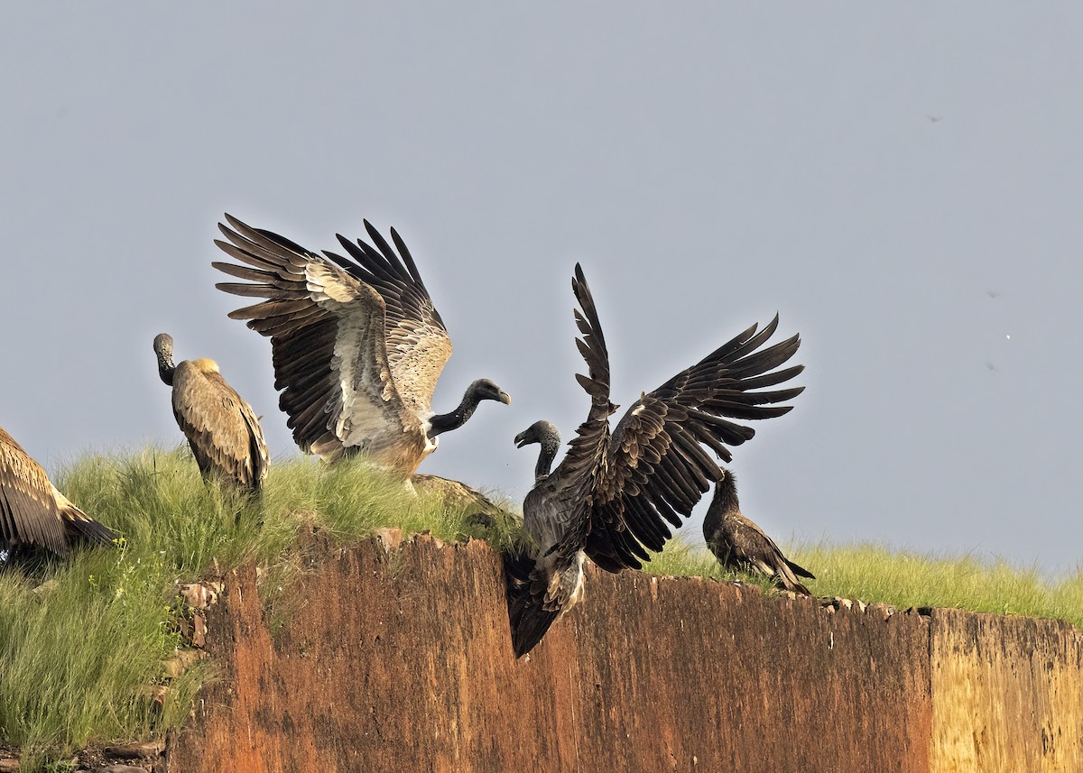 Indian Vulture - Arpit Bansal