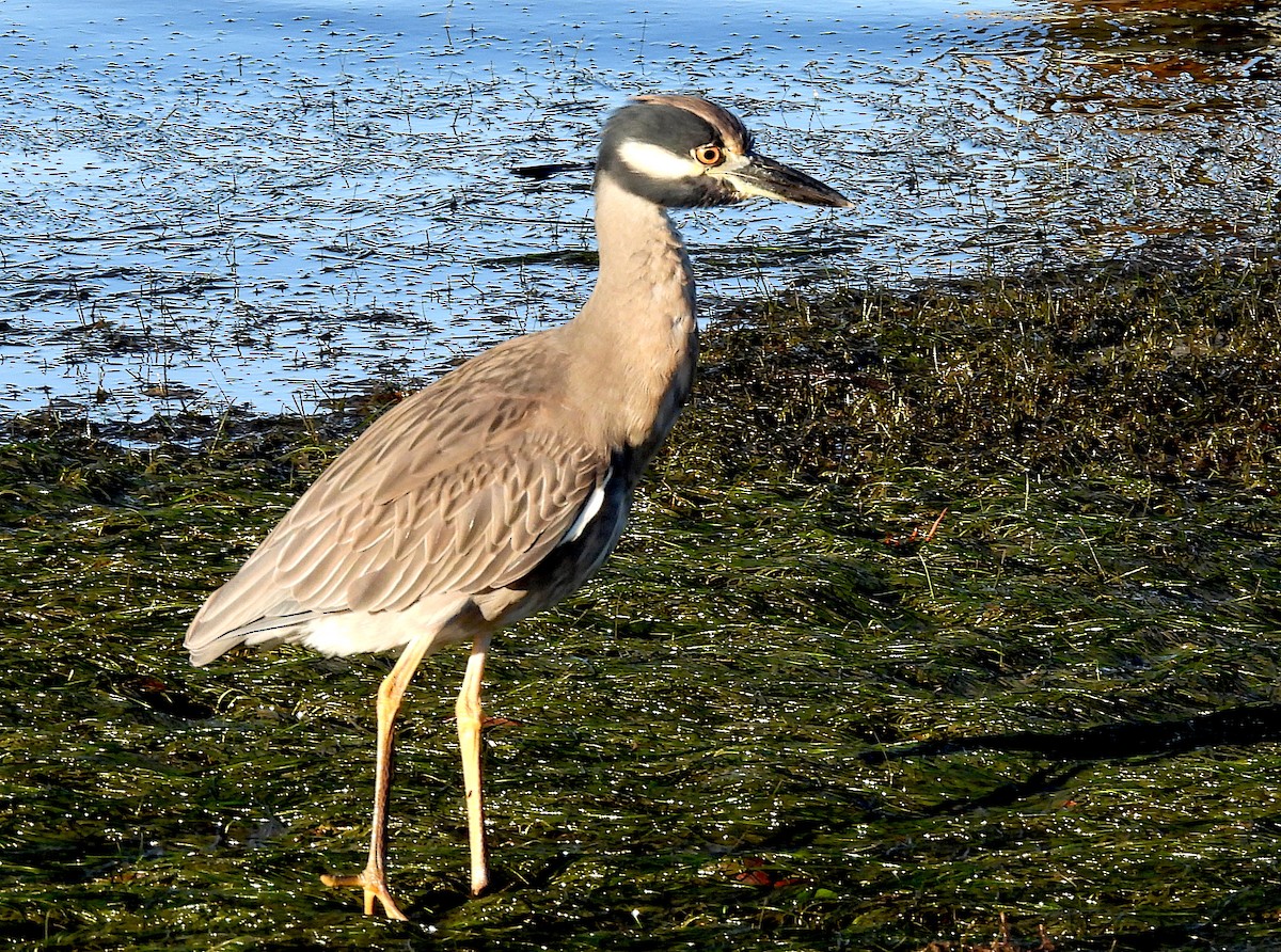 Yellow-crowned Night Heron - ML489198221