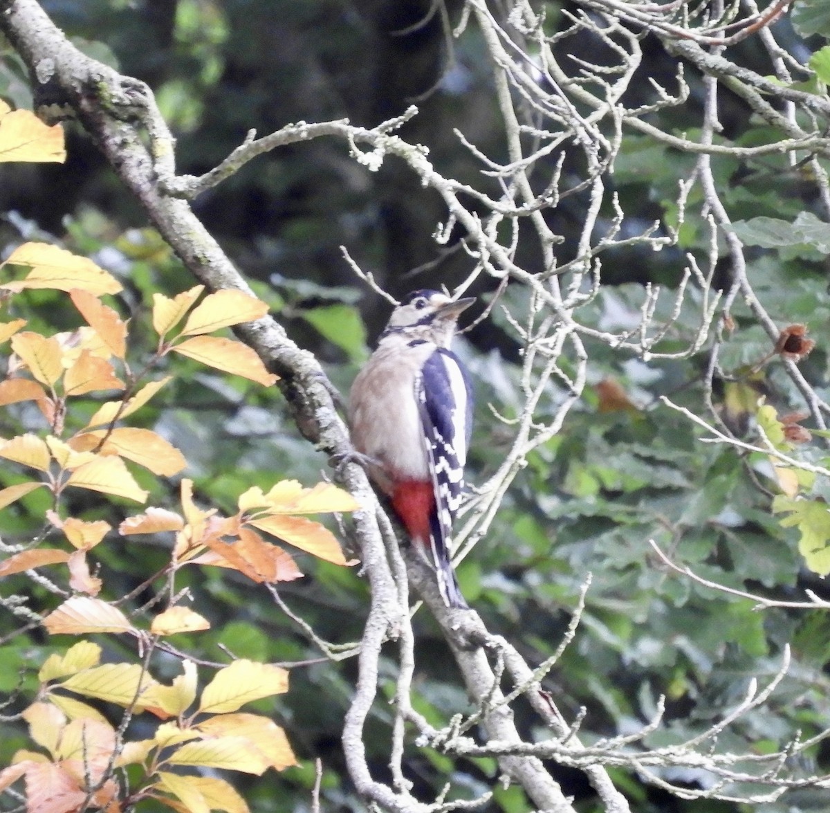 Great Spotted Woodpecker - ML489198781
