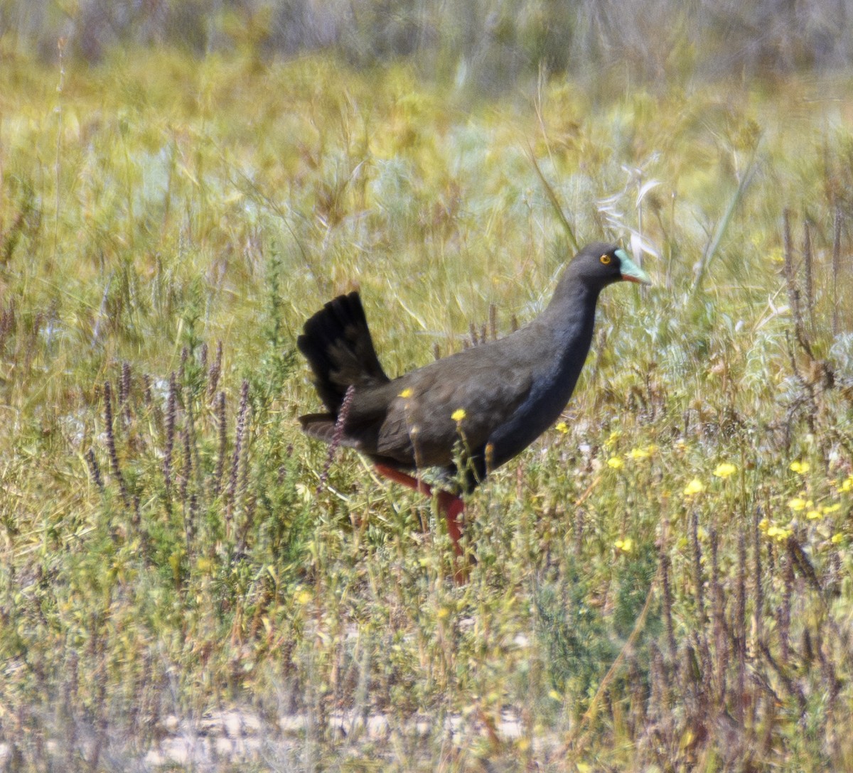 Black-tailed Nativehen - ML489199141