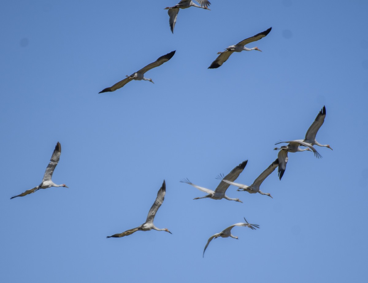 Grulla Brolga - ML489199381