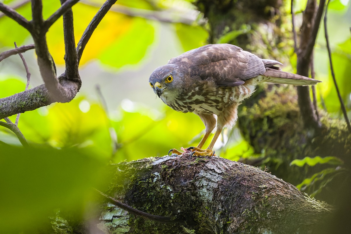 Fiji Goshawk - ML489200061