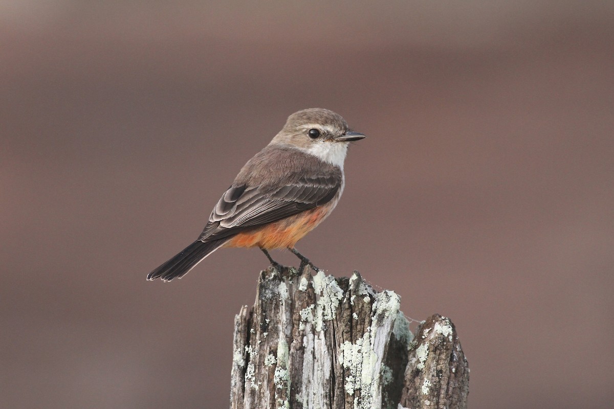 Vermilion Flycatcher - Michael McCloy