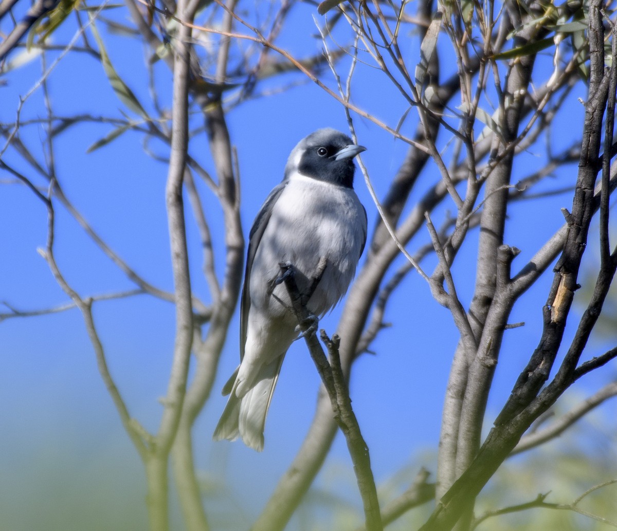 Masked Woodswallow - ML489200951
