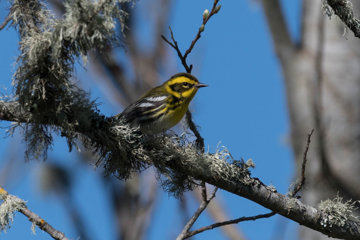 Townsend's Warbler - Scott McCusker