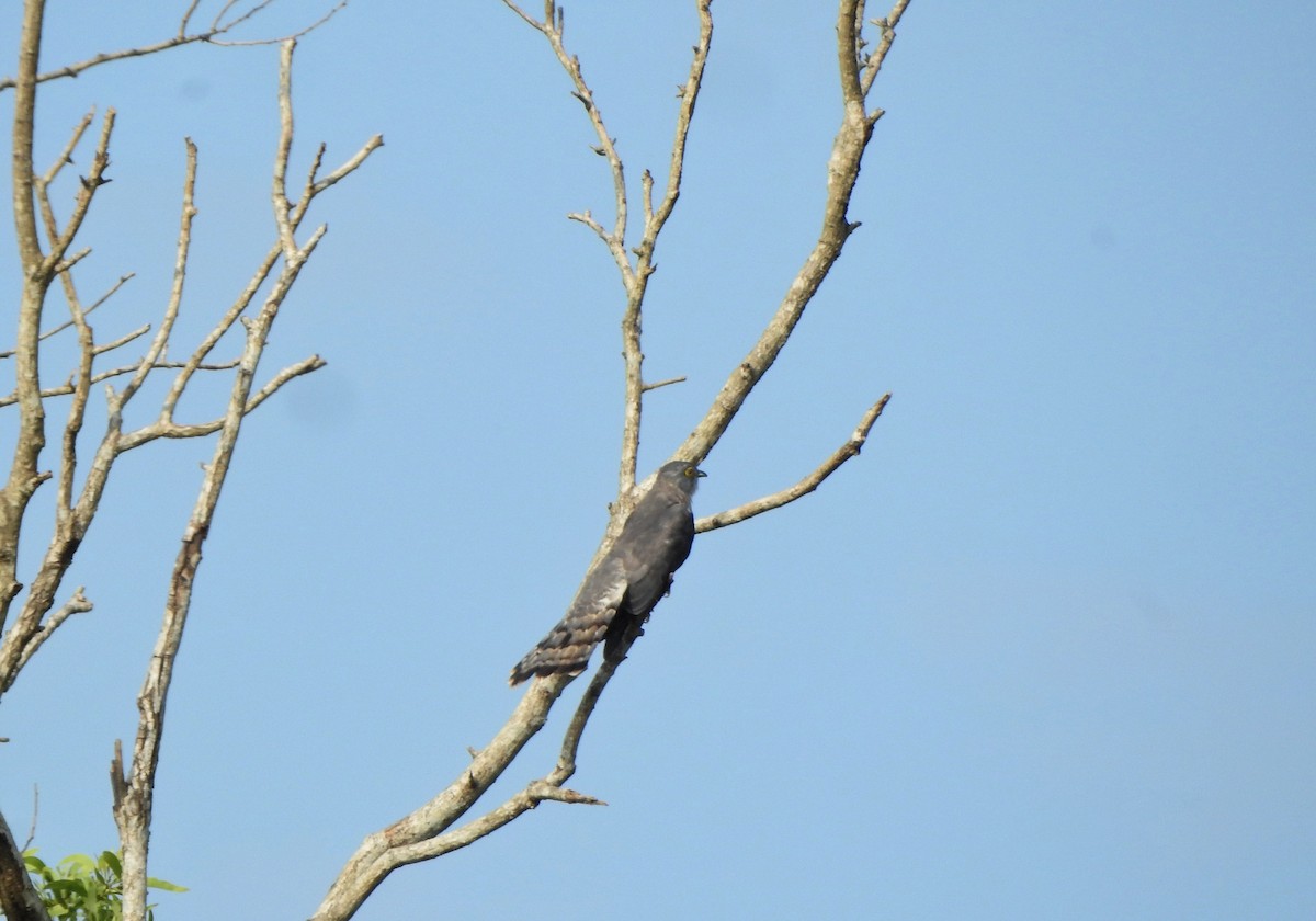 Common Hawk-Cuckoo - ML489203161