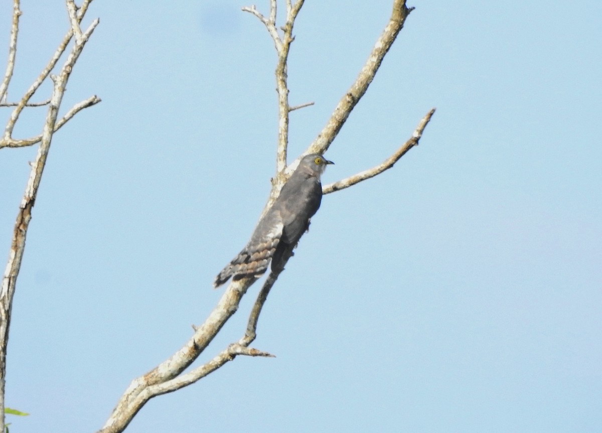 Common Hawk-Cuckoo - ML489203171