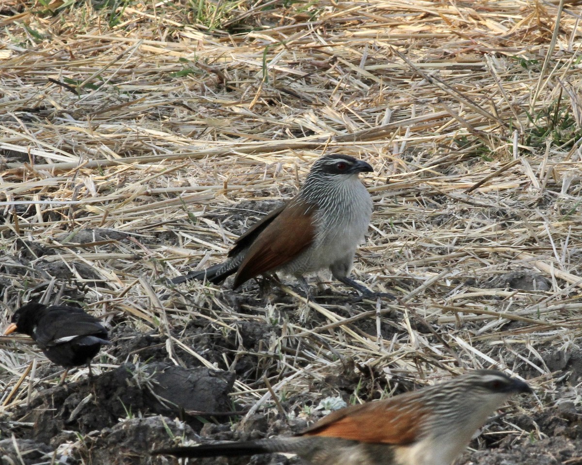 White-browed Coucal - Sam Shaw