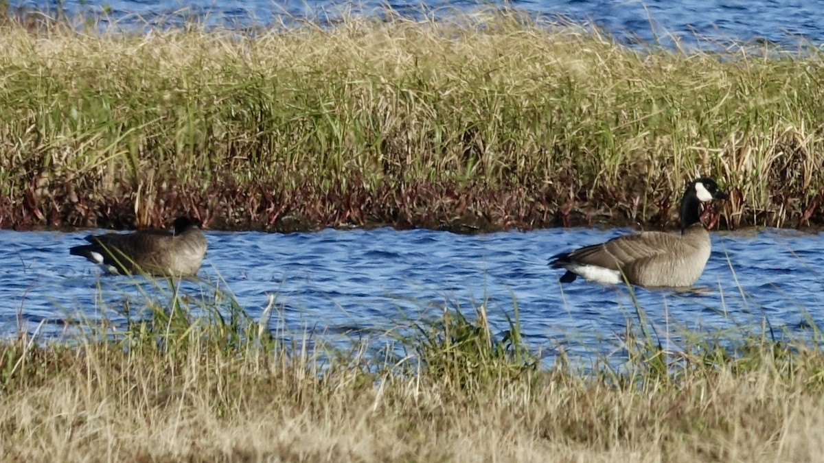 Cackling Goose (Taverner's) - ML489204701