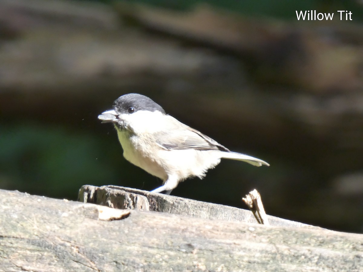 Willow Tit - ML489206321