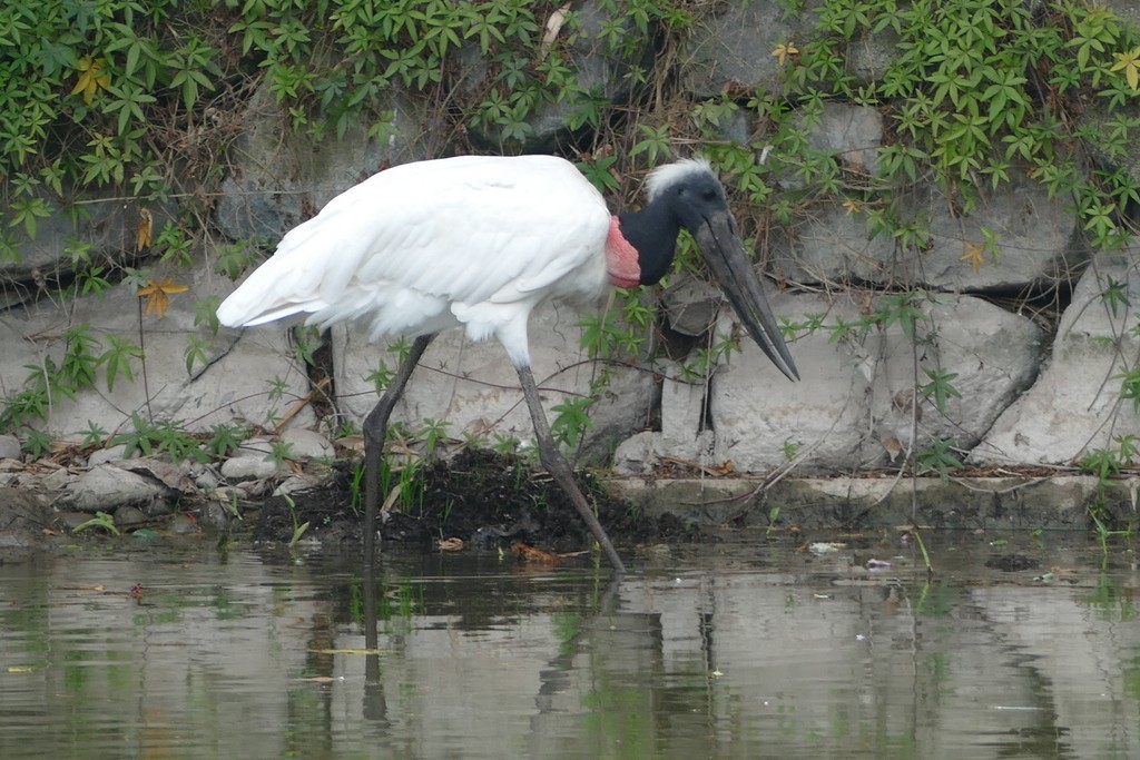 Jabiru - ML489206951
