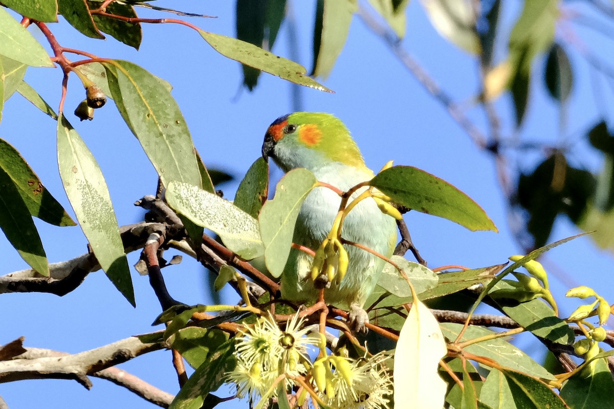 ムラサキガシラジャコウインコ - ML489208421