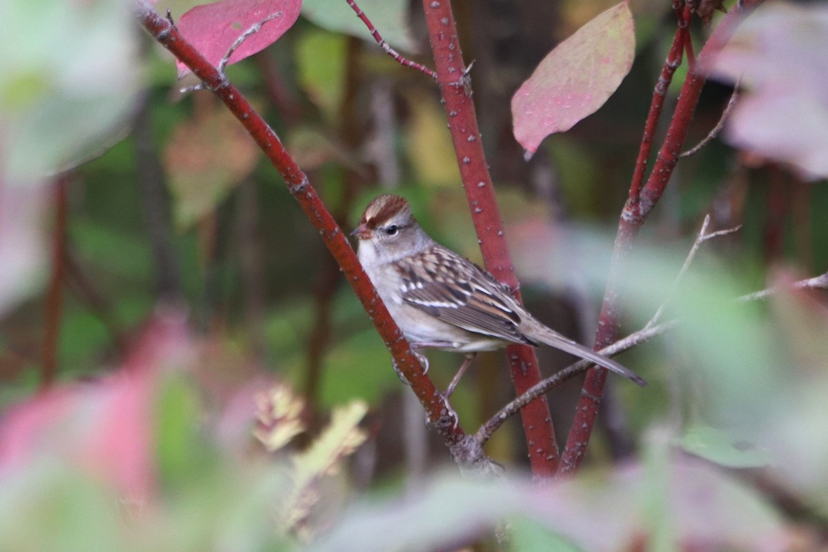 White-crowned Sparrow - ML489208451