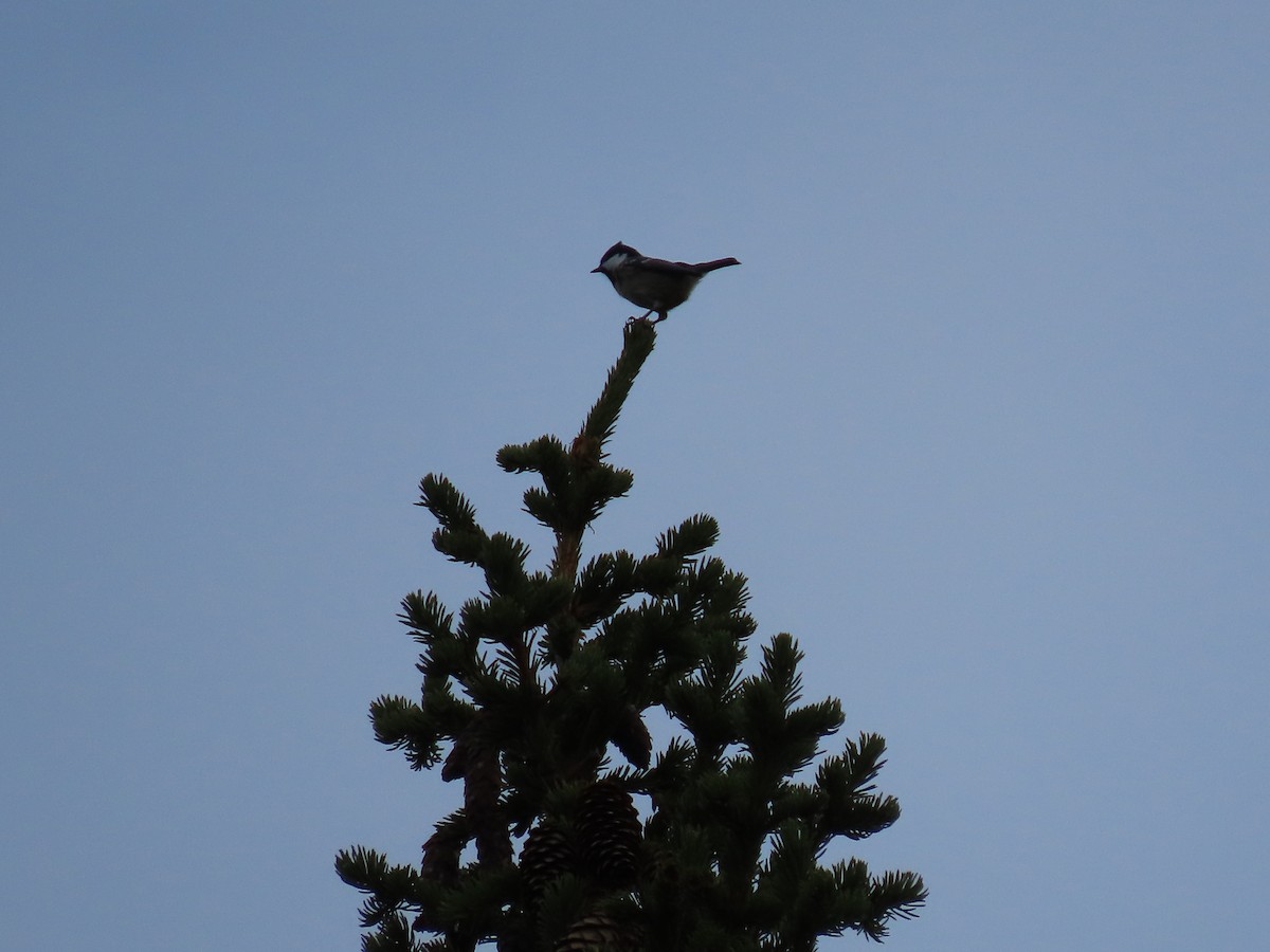 Coal Tit - ML489208951