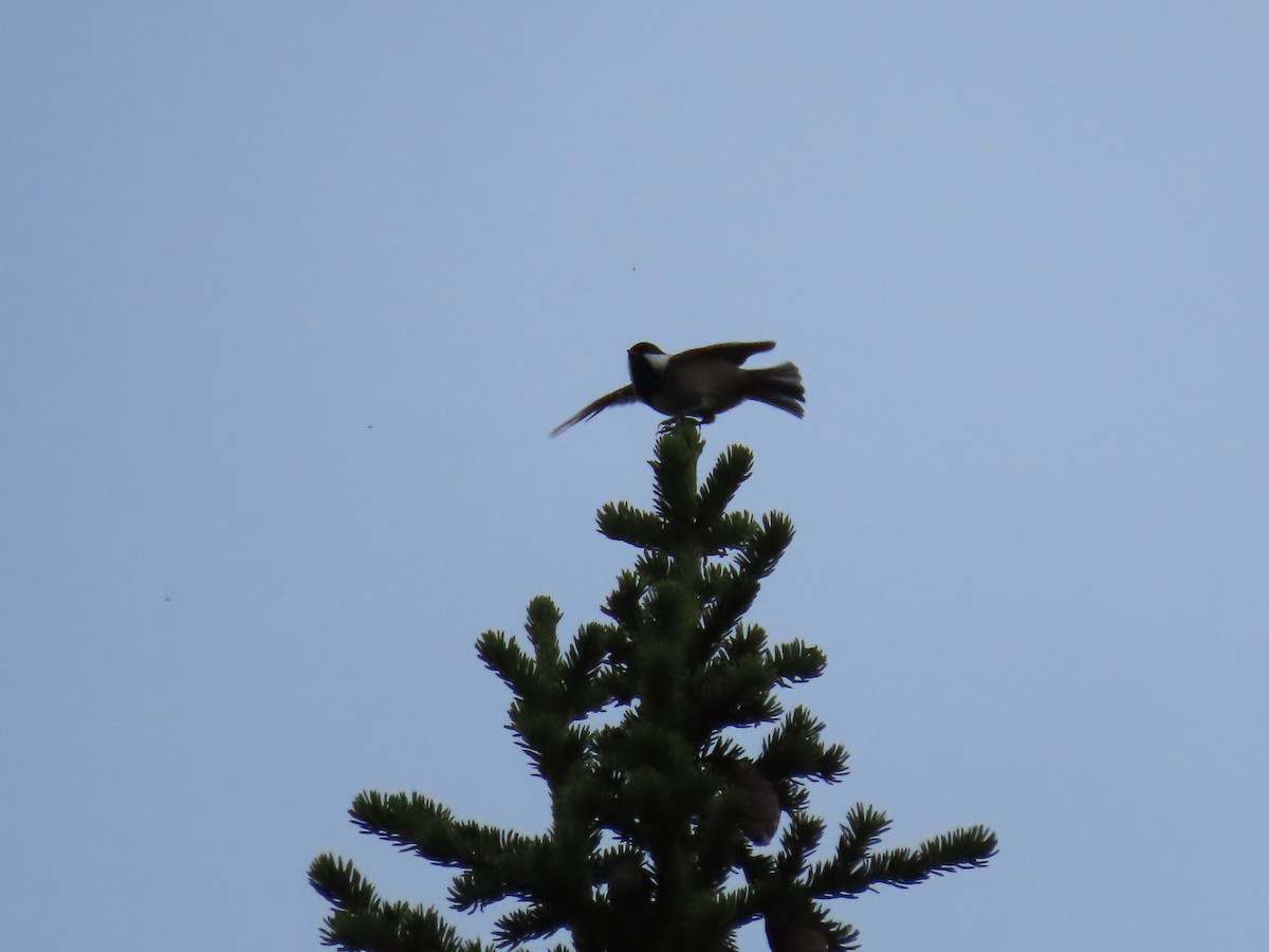 Coal Tit - ML489208961