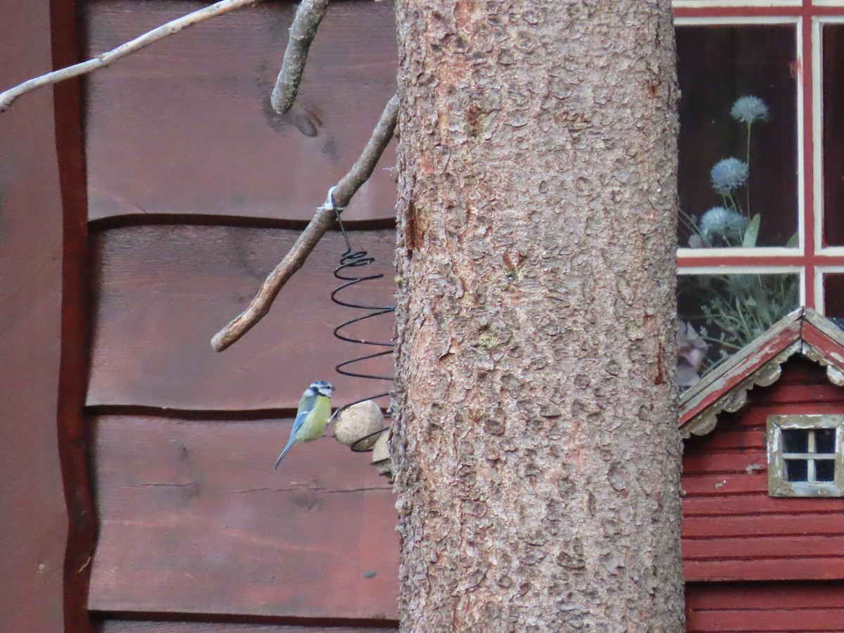 Eurasian Blue Tit - ML489208991