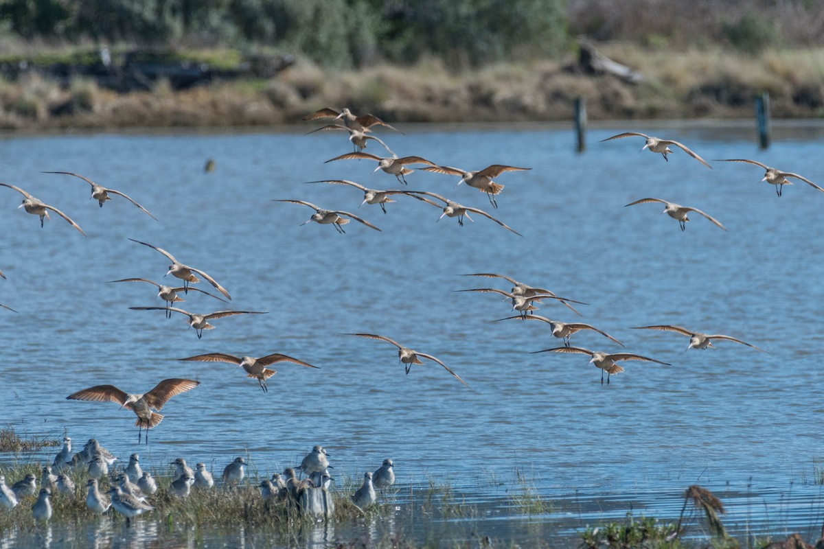 Marbled Godwit - ML48920911