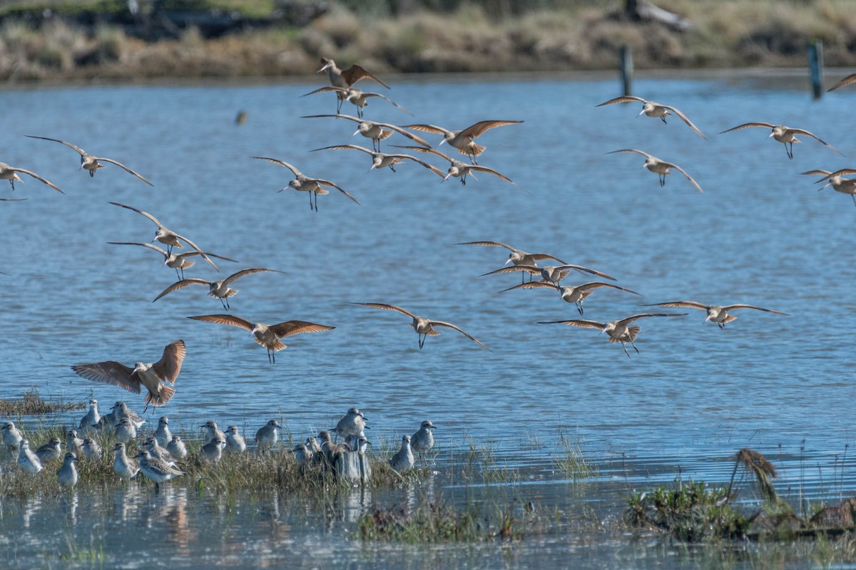 Marbled Godwit - ML48920921