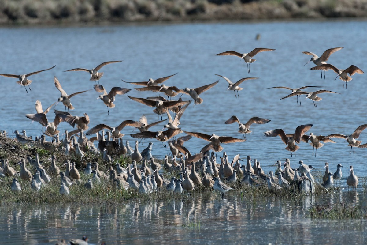 Marbled Godwit - ML48920931