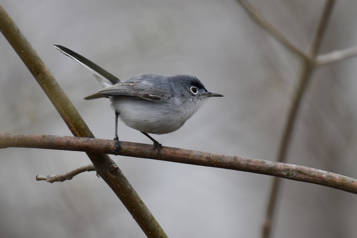 Blue-gray Gnatcatcher - ML489209641