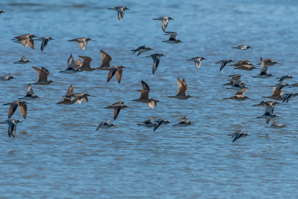 Marbled Godwit - ML48920971