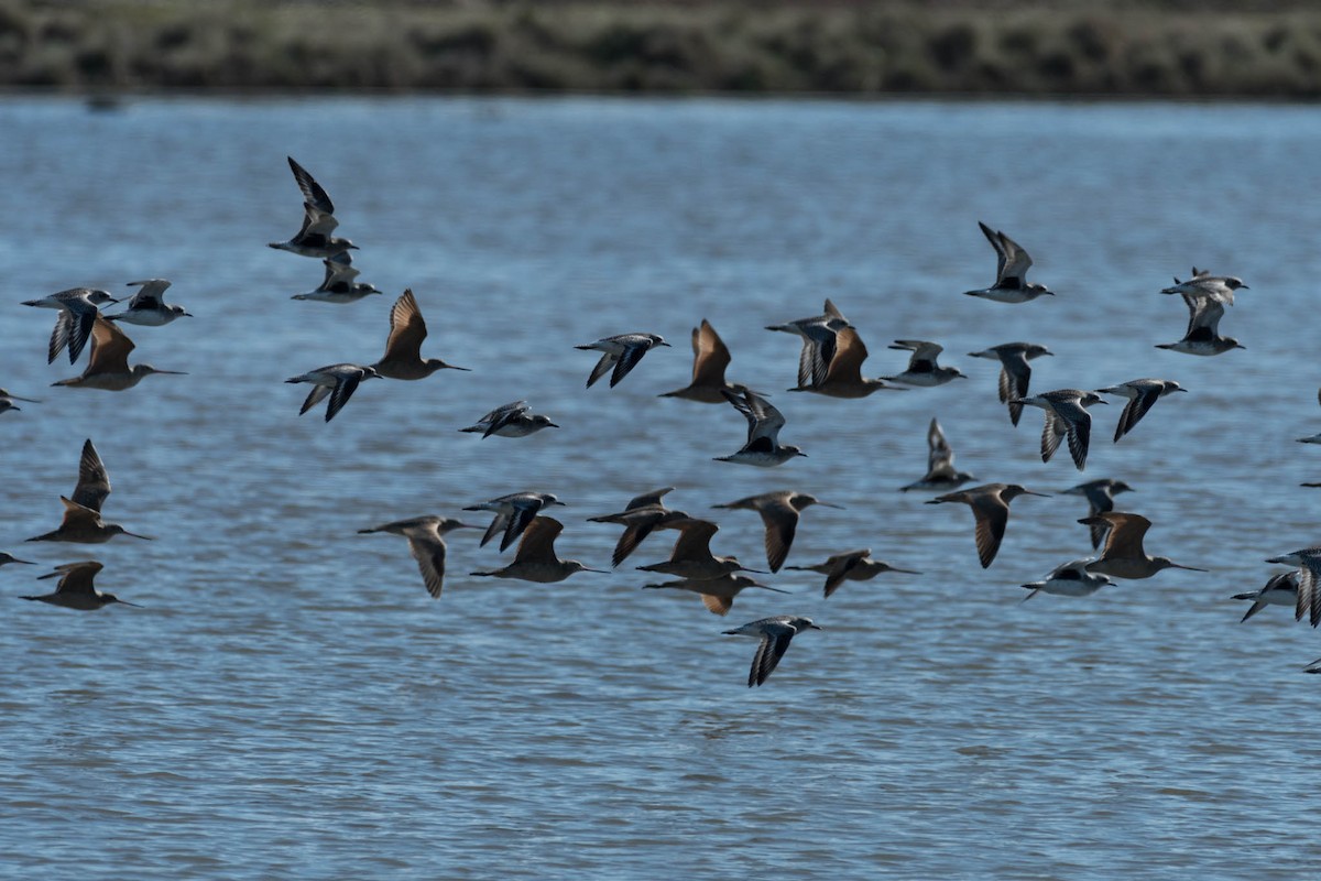 Marbled Godwit - ML48920981