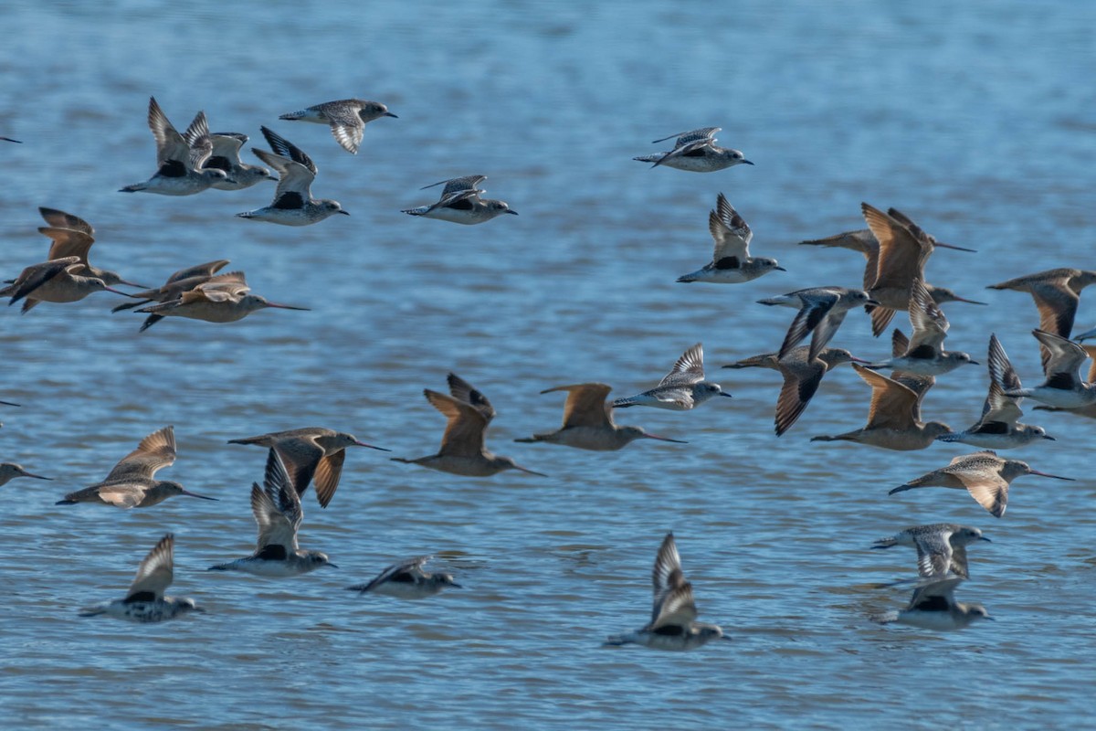 Marbled Godwit - ML48920991