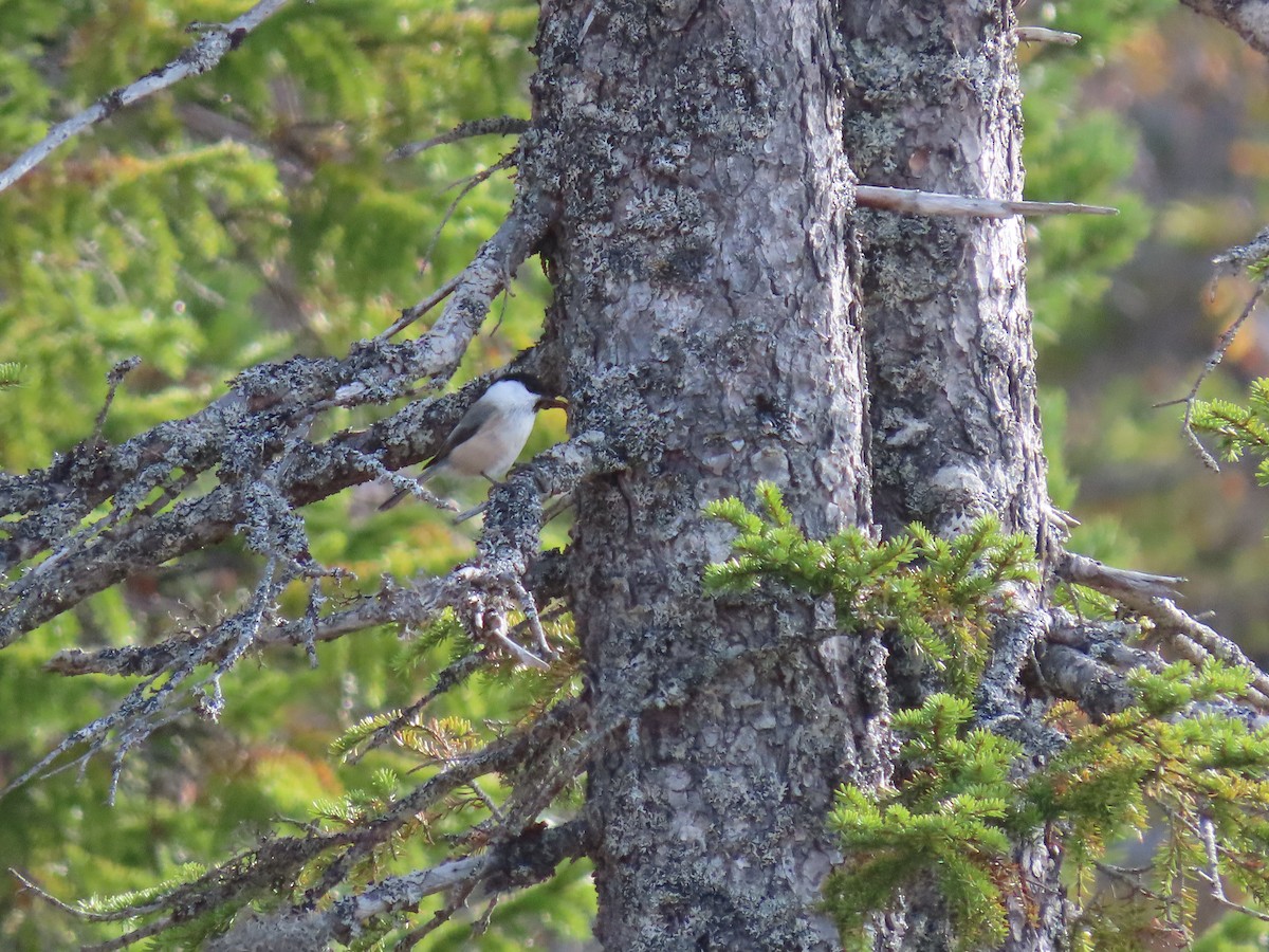 Mésange boréale - ML489210211