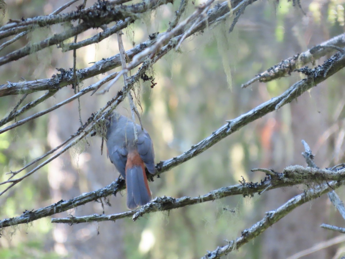 Arrendajo Siberiano - ML489210531