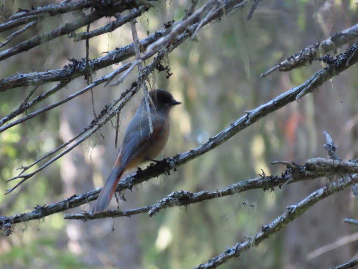 Arrendajo Siberiano - ML489210541