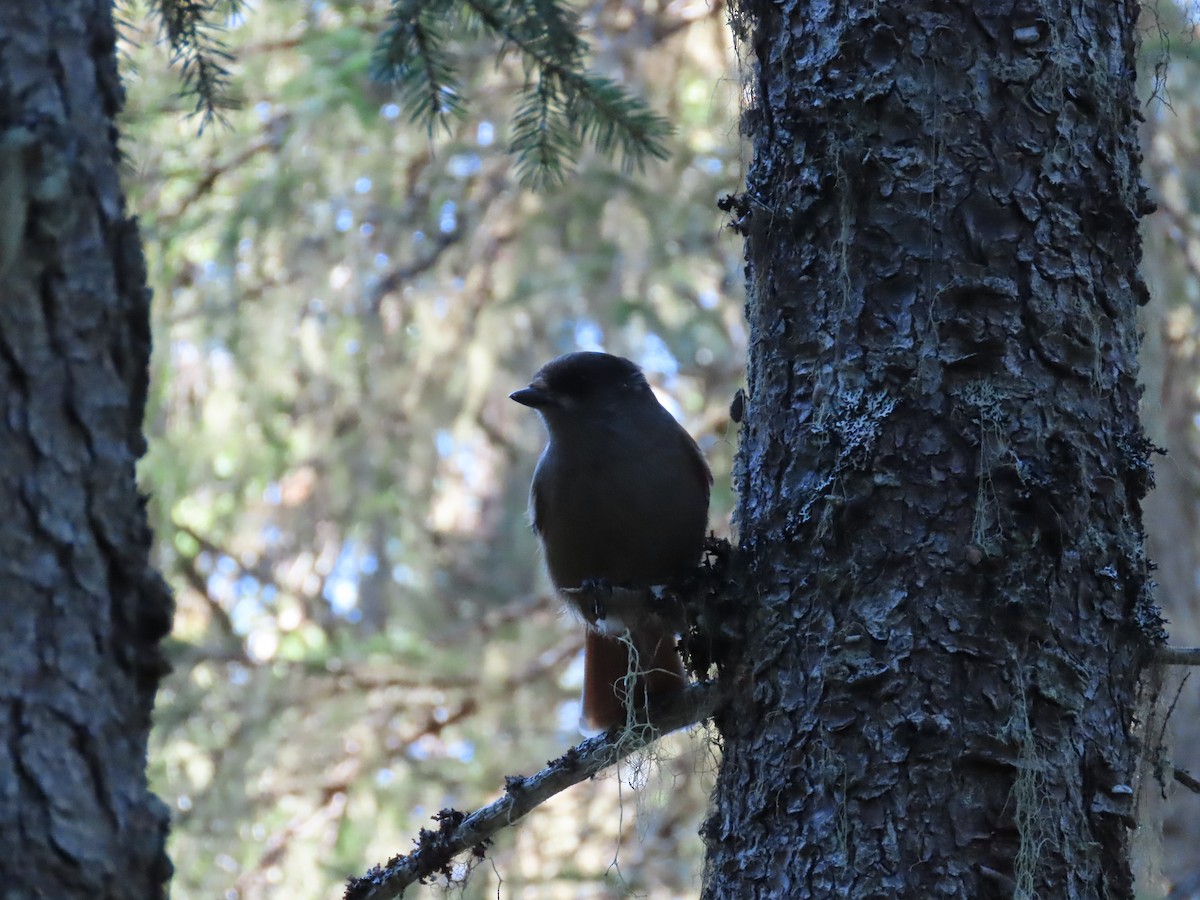 Siberian Jay - Thomas Brooks