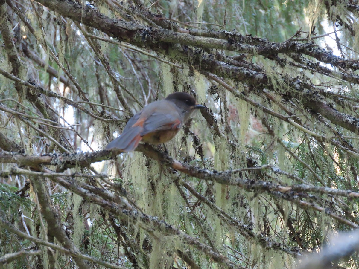 Siberian Jay - Thomas Brooks