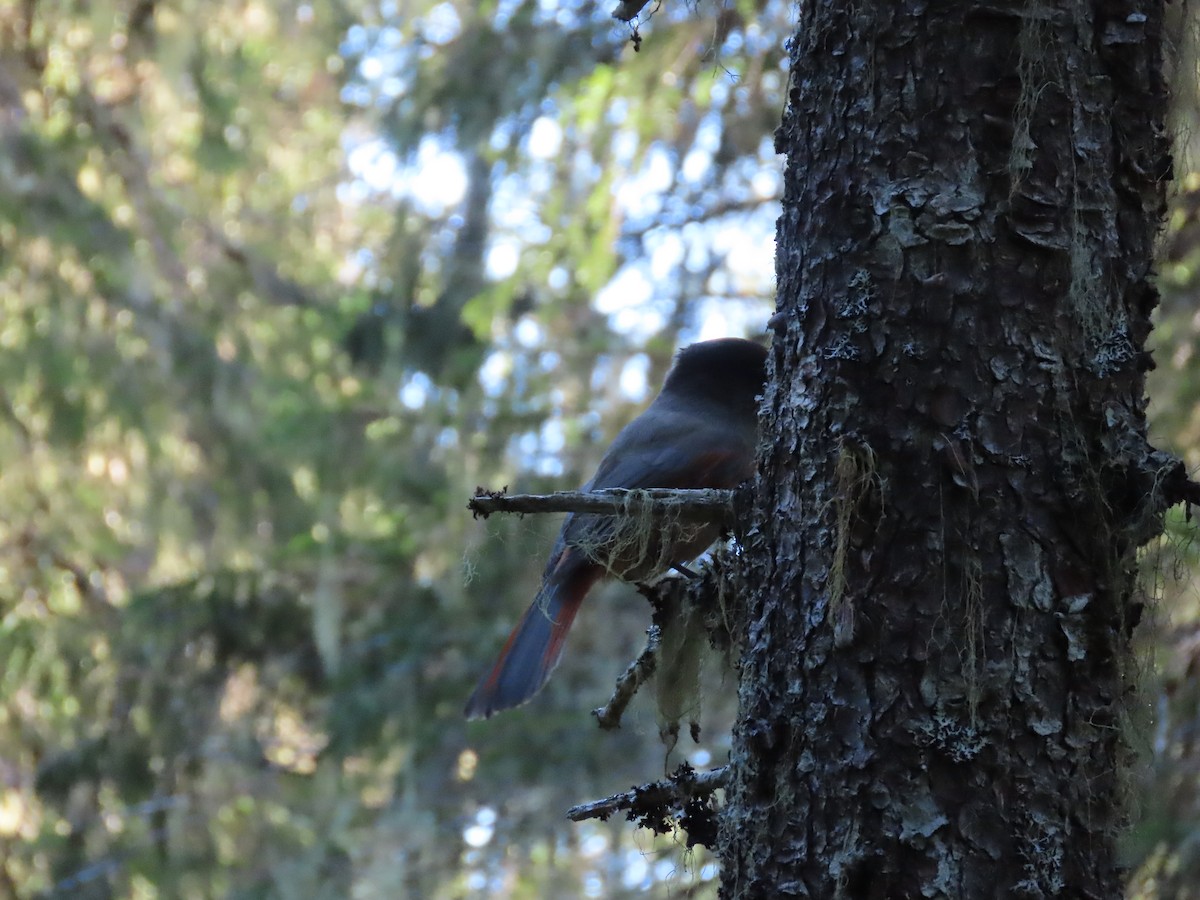 Siberian Jay - ML489210571