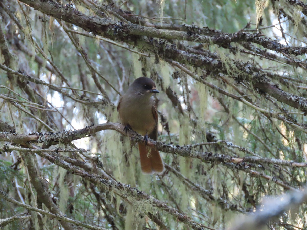 Siberian Jay - Thomas Brooks