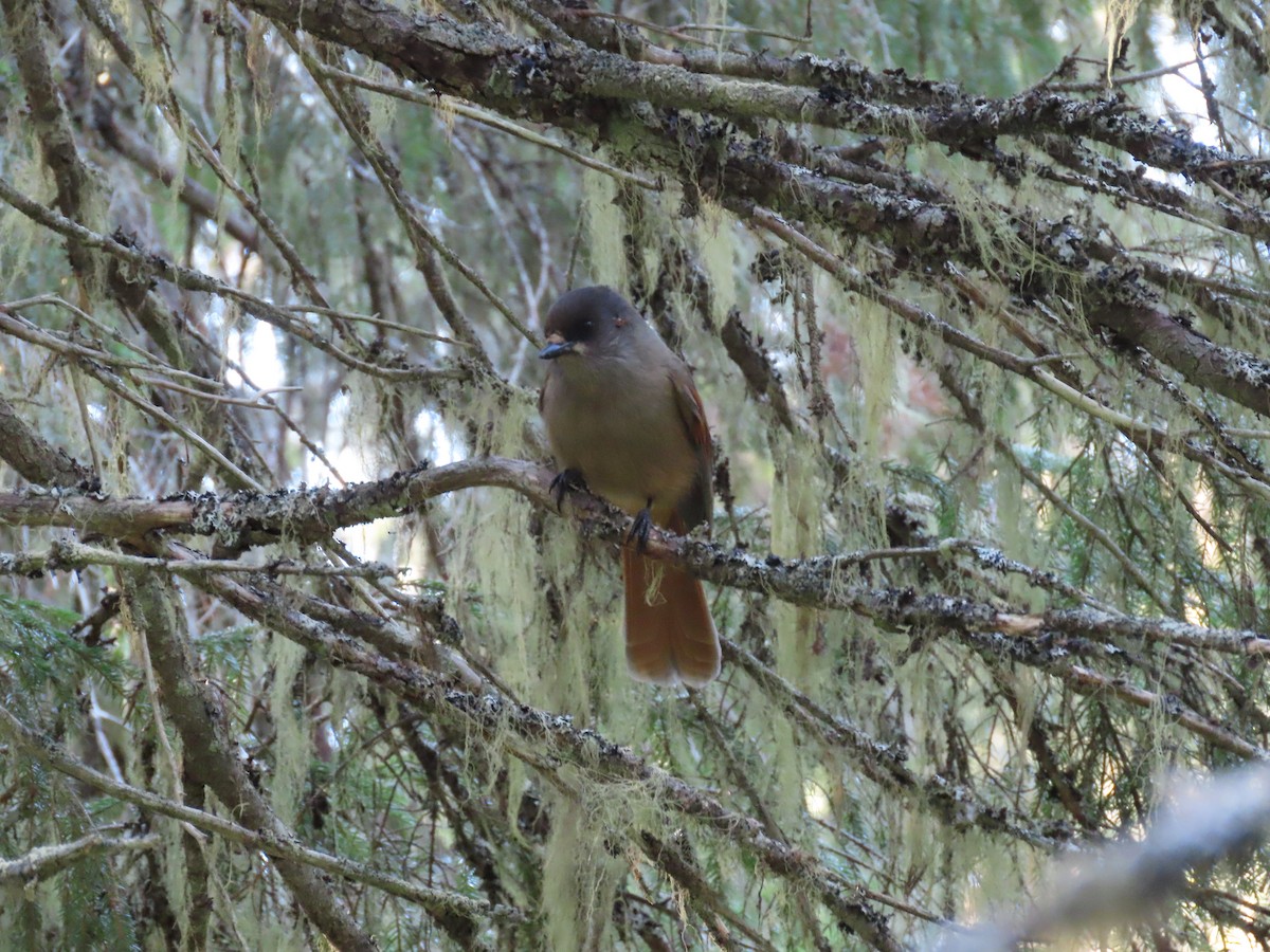 Siberian Jay - Thomas Brooks