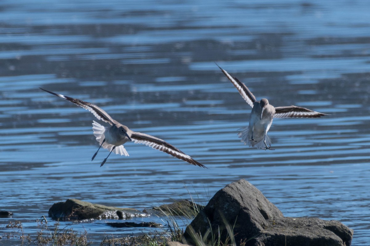 Willet (Western) - ML48921061
