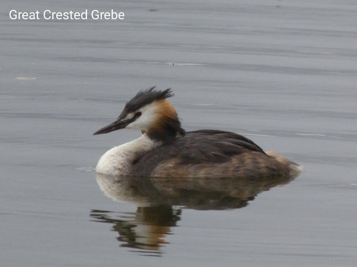 Great Crested Grebe - ML489210631