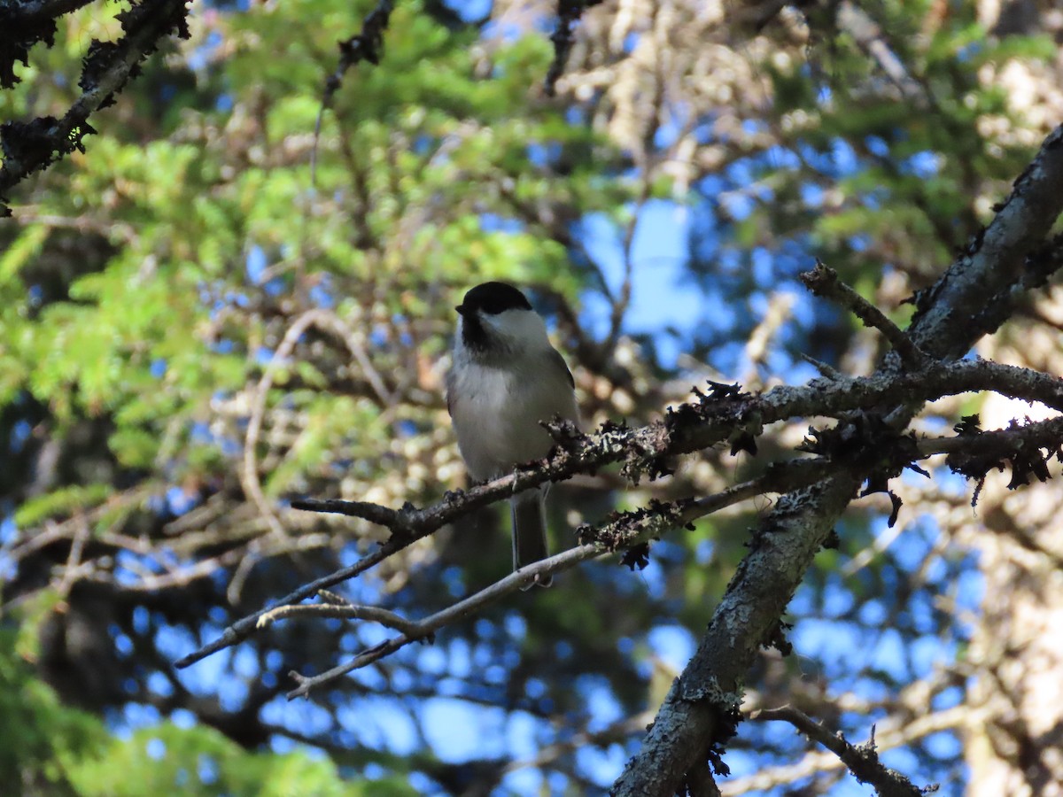 Mésange boréale - ML489210681