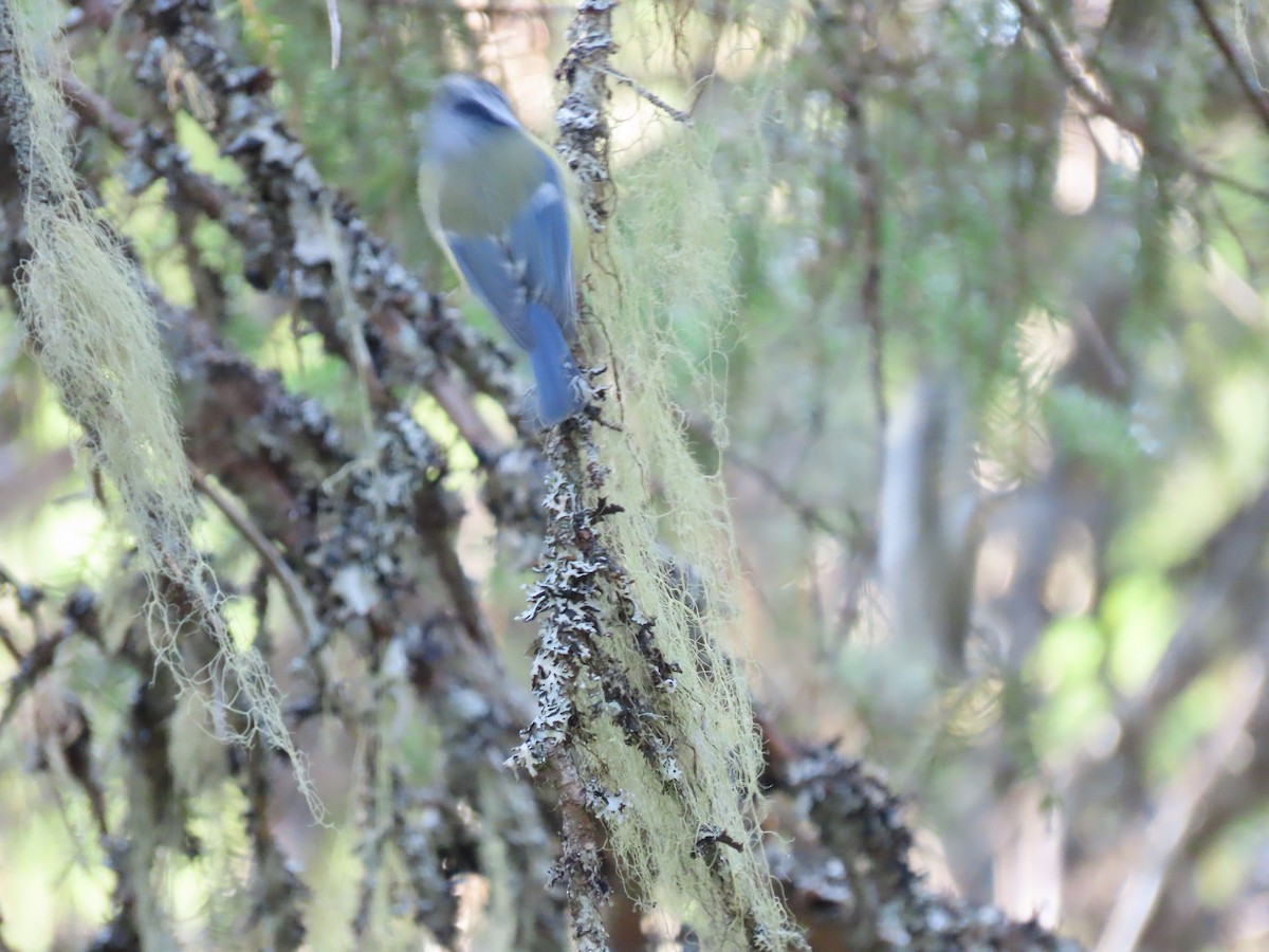 Eurasian Blue Tit - ML489210701