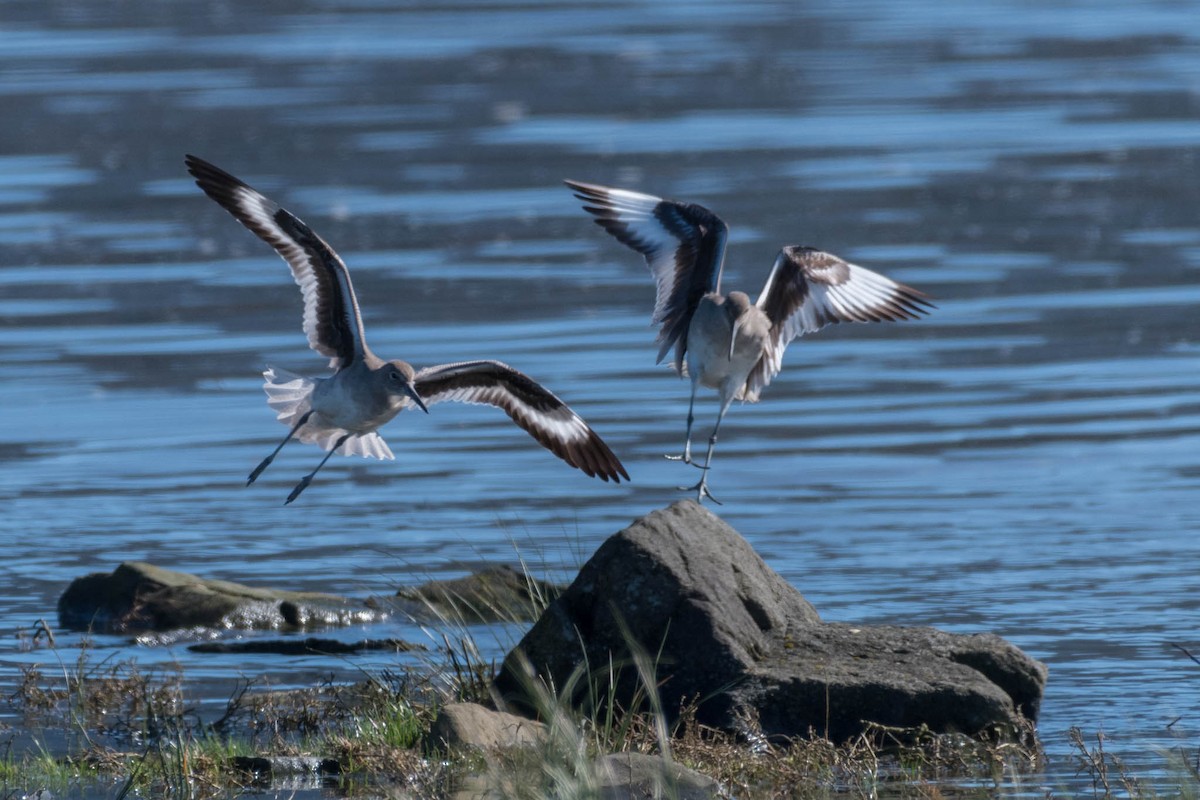 Willet (Western) - ML48921071