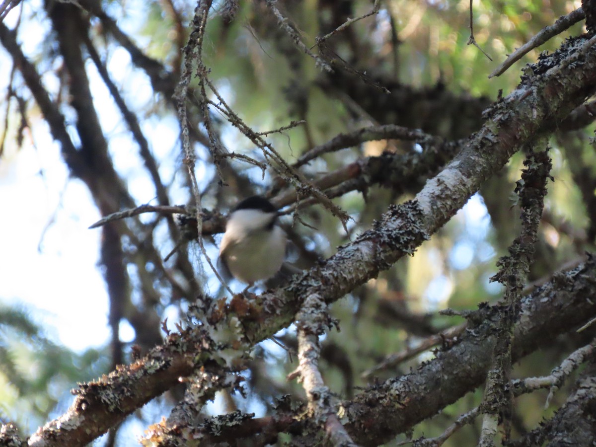 Willow Tit - ML489210781