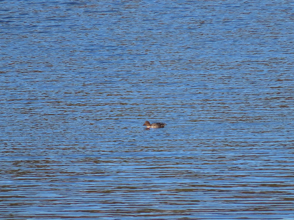 Common Goldeneye - ML489210861