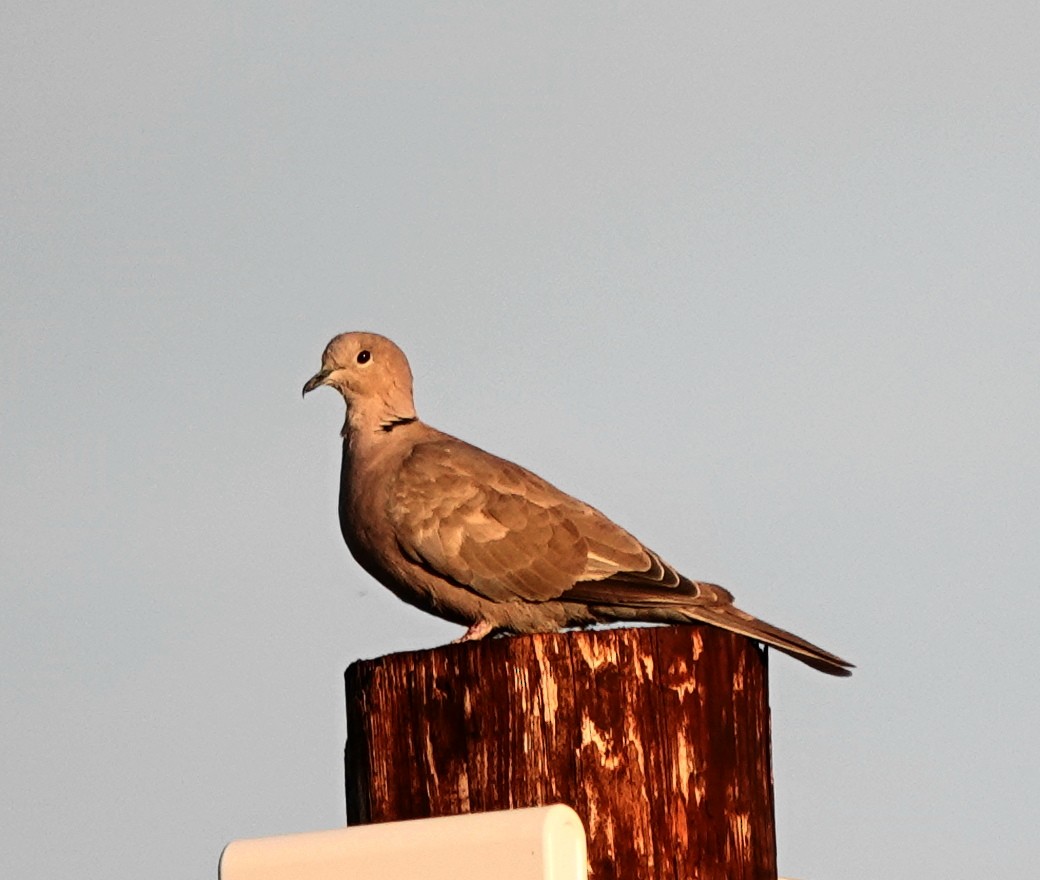 Eurasian Collared-Dove - Cheryl Carlile