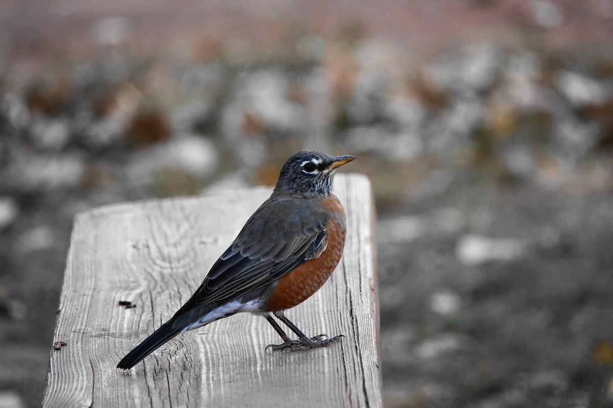 American Robin - Cheryl Carlile