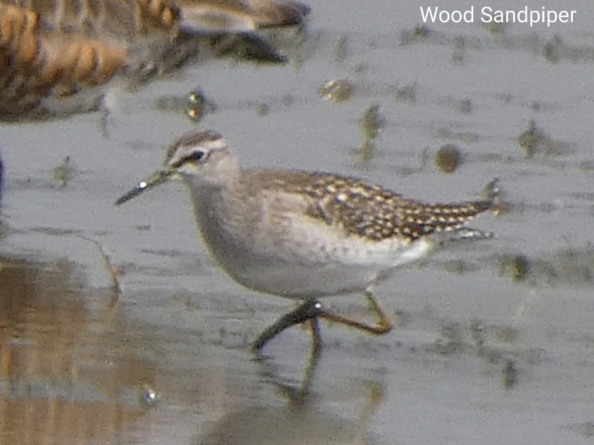 Wood Sandpiper - ML489211331