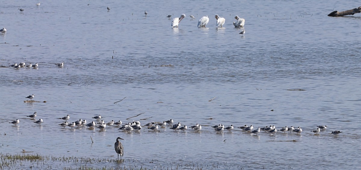 Mouette de Franklin - ML489211431