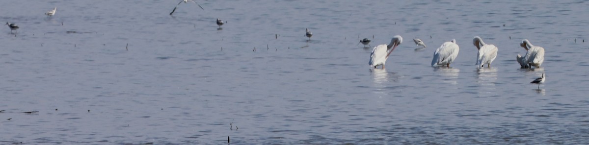 Avoceta Americana - ML489211441