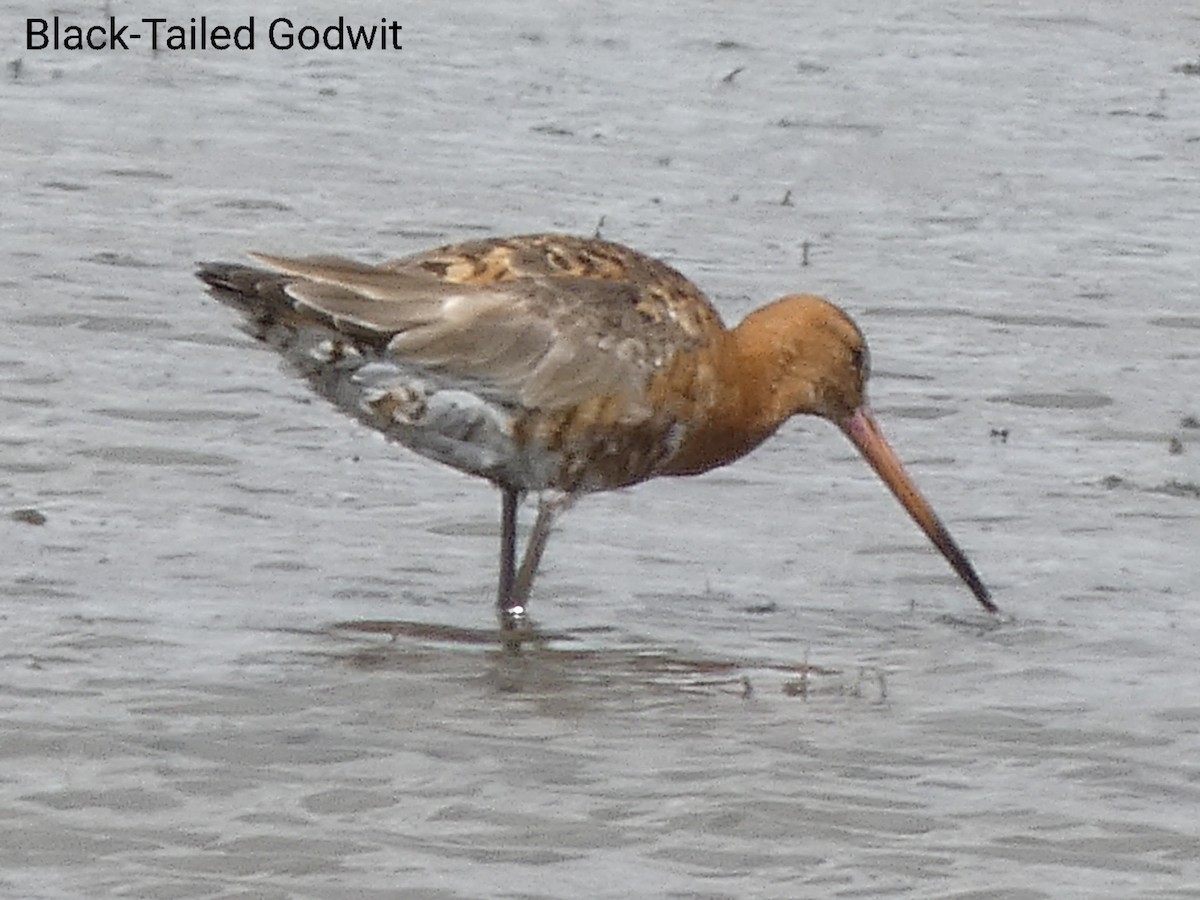 Black-tailed Godwit - ML489211471