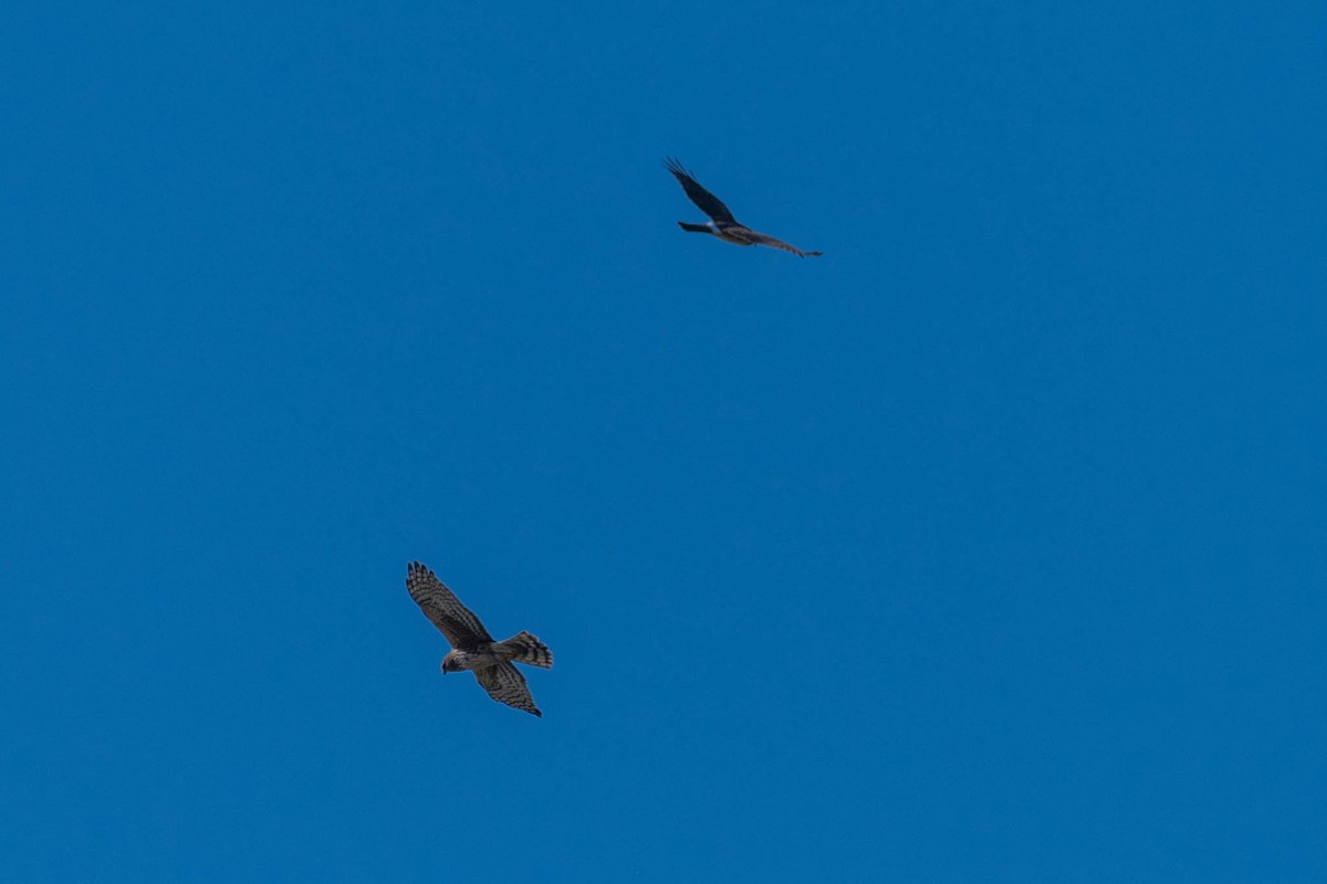Northern Harrier - ML48921151