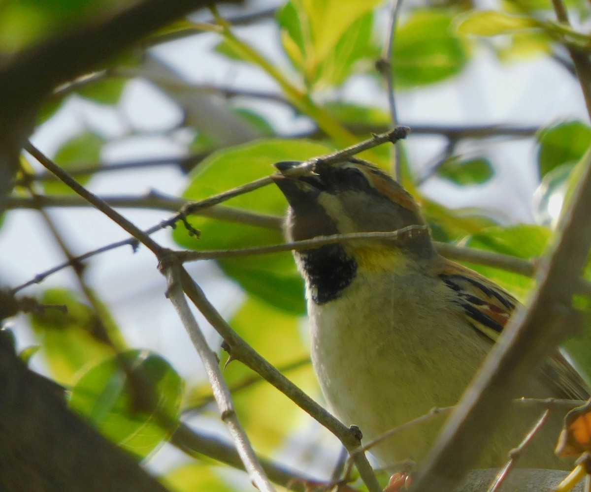 Dead Sea Sparrow - ML489211811